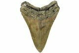 Serrated, Fossil Megalodon Tooth - North Carolina #226524-1